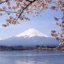lake_kawaguchiko_sakura_mount_fuji_3.jpg